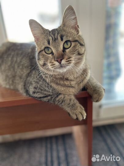 В добрые ручки