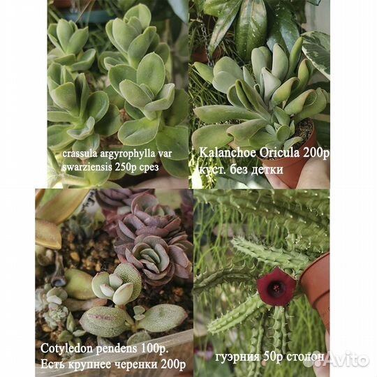 Суккуленты почтой