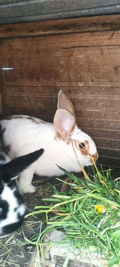 Кролики в разведение