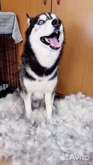 Шерсть хаски