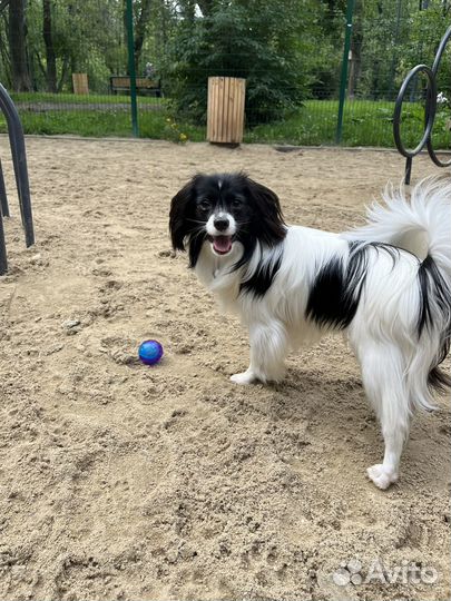 Кинолог,Передержка собак, выгул, дрессировка