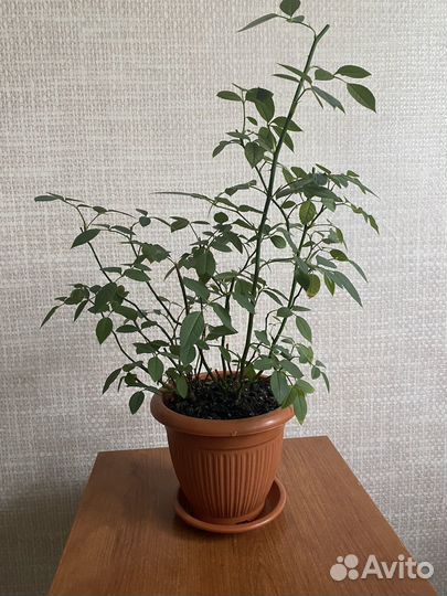 Декоративная роза