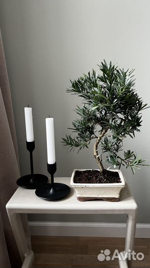 Бонсай сосна Будды наличиие 25 лет