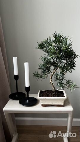 Бонсай сосна Будды наличиие 25 лет