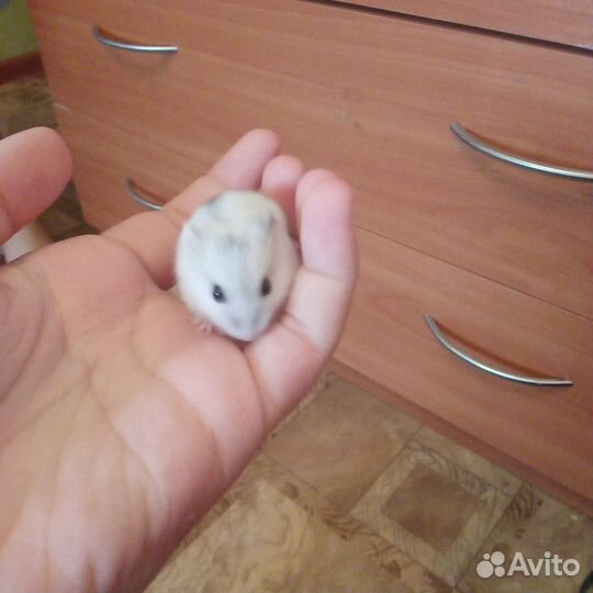 Джунгарский хомяк