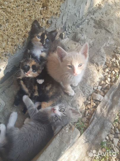 Кошки в добрые руки бесплатно