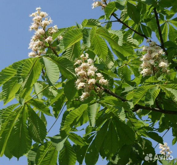 Саженцы каштанов как годовалые так и орехи