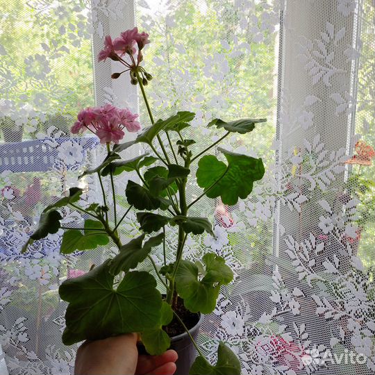Герань - розовая