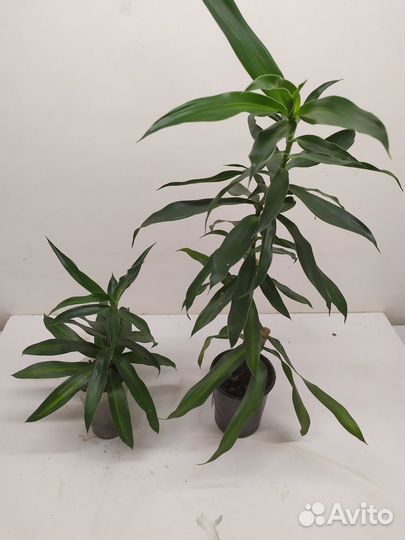 Редкие драцены для дома