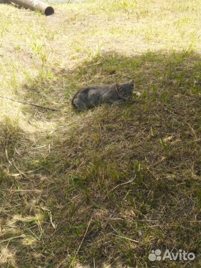 Котята 3 месяца