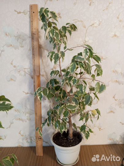 Фикус бенджамина