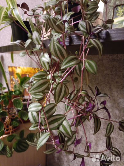 Традесканция зебрина