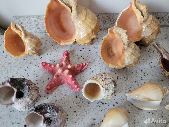 Набор ракушек для аквариума