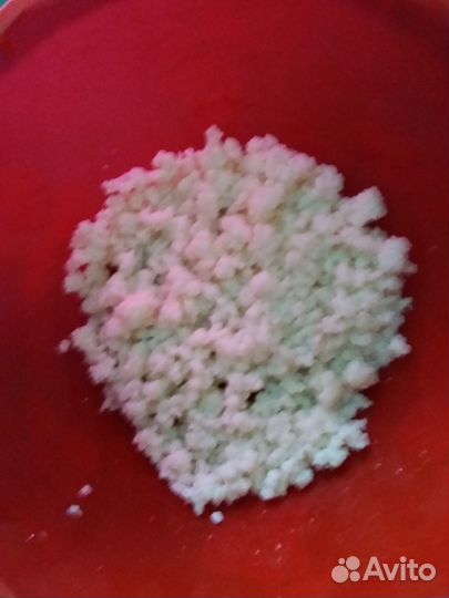 Кефирный тибетский молочный гриб