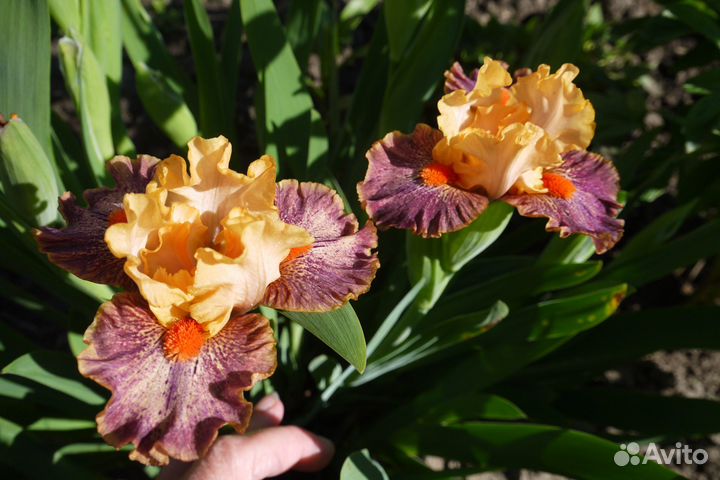 Карликовые сортовые ирисы, много сортов