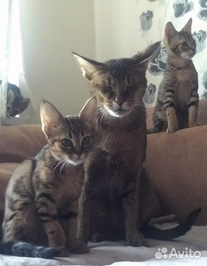 Котята чаузи Ф2