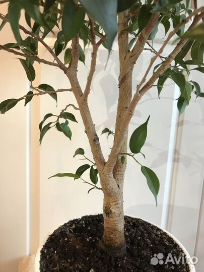 Детки фикуса Бенджамина Наташа