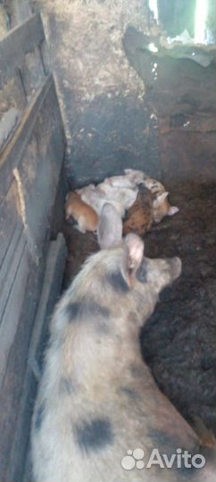 Поросята ландрас Дюрок обмен