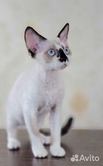 Девон-рекс голубоглазая девочка