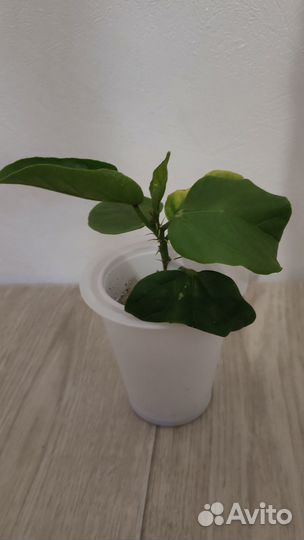 Продаётся укоренный черенок сортового гибискуса