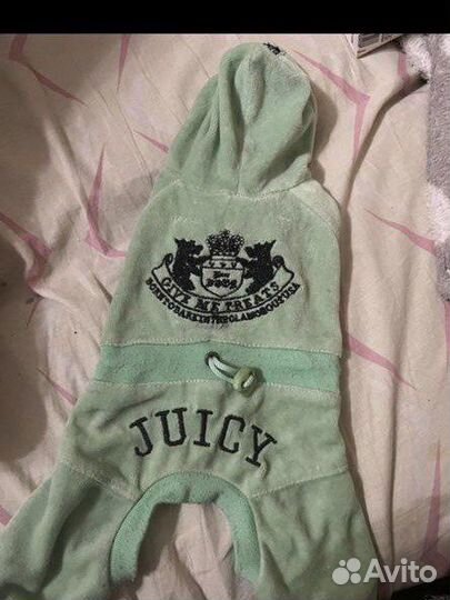 Вещи для собак