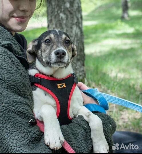 Майкл живет в приюте