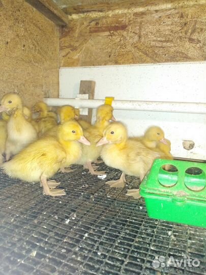 Утята, петухи Барковская барвистая