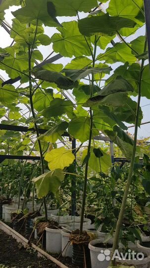 Саженцы Павловнии