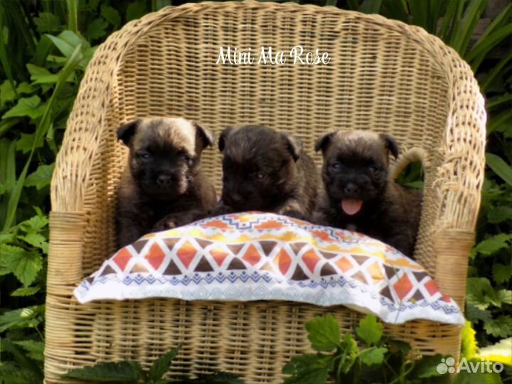 Керн терьер