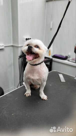 Модель на груминг