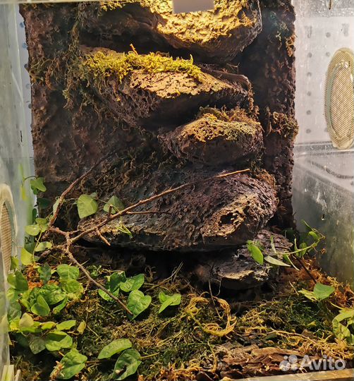 Террариум для рептилий и декор