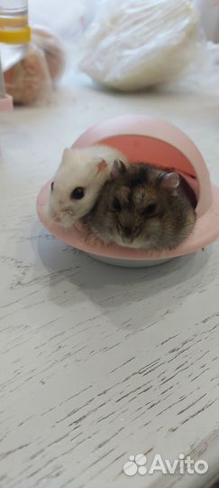 Джунгарик с клеткой