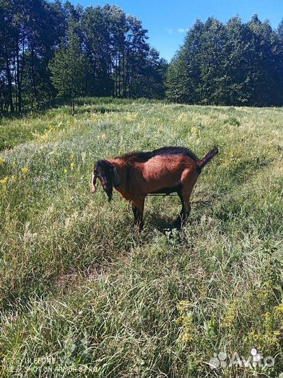 Англо нубийский козел