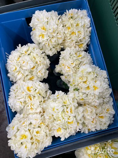 Цветы нарциссы