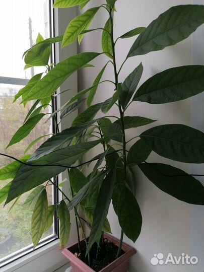 Саженцы авокадо