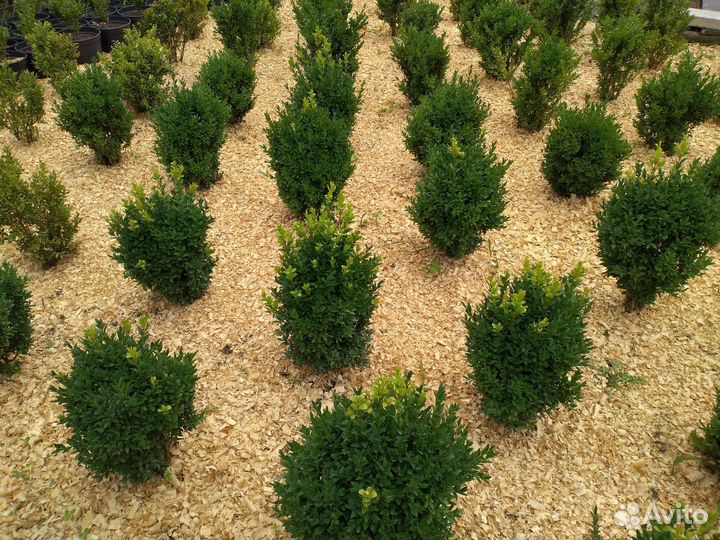 Самшит-Шарики