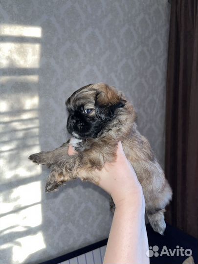 Щенок пекинеса