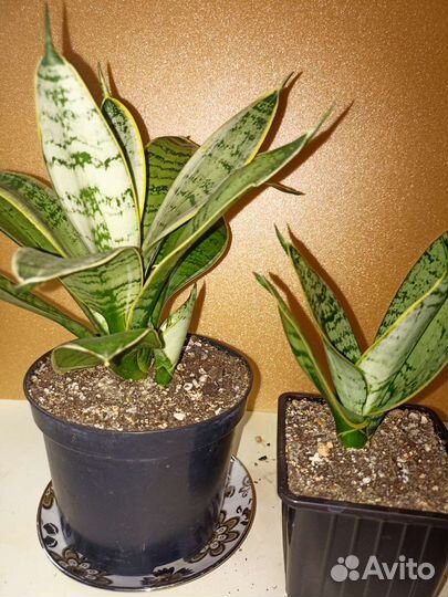 Сансевиерия ханни крем