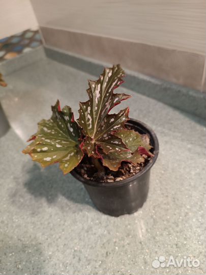 Бегония ажурная