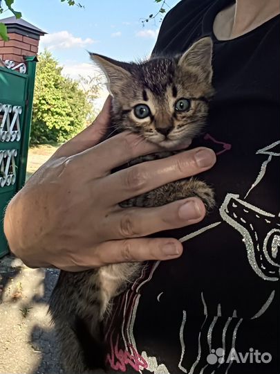 Кошки в добрые руки