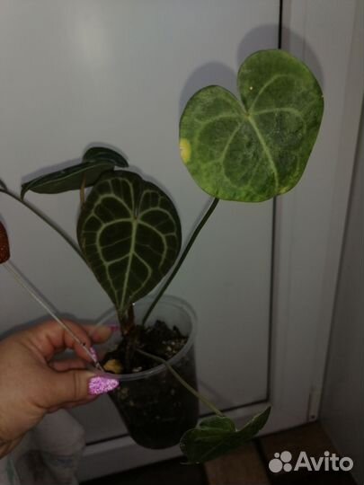 Антуриум кларинервиум