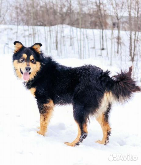 Атаман ищет родителей