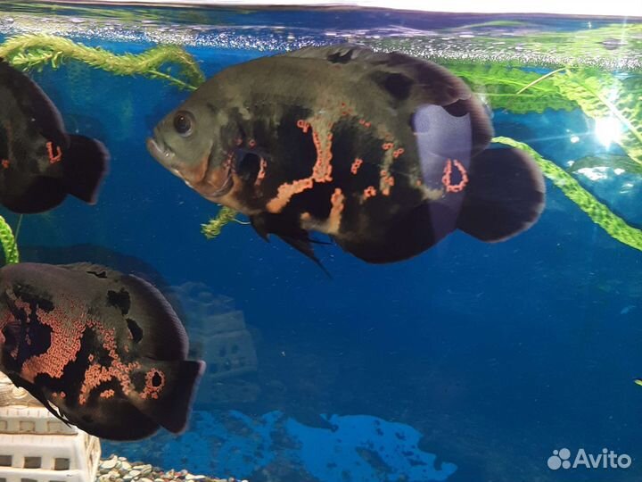 Астронотусы, Анциструсы 25р