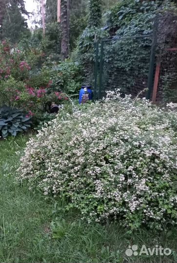 Стефанандра