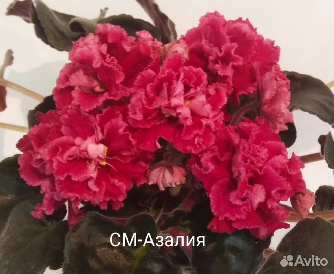 Детки фиалок