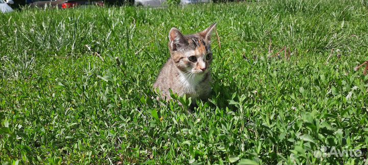 Отдадим бессплатно в добрые руки