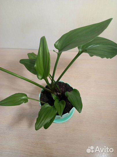 Дримиопсис