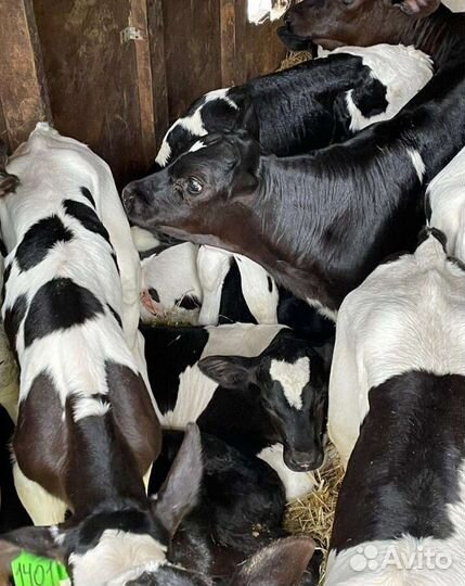 Бычки телята