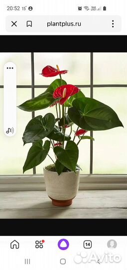 Комнатные цветы Антуриум