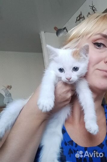 Котенок светлый трехцветный